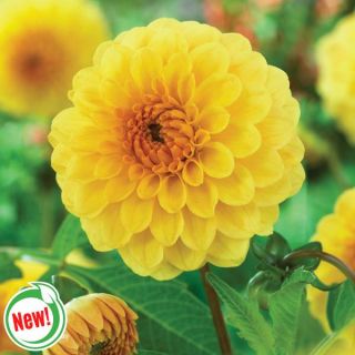 Golden Sceptre Dahlia Thumbnail